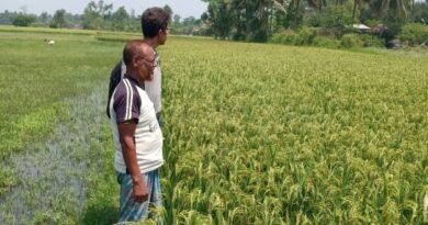 Green-Fields-for-Biofuel