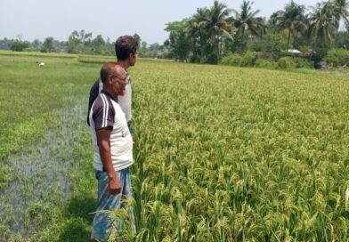 Green-Fields-for-Biofuel